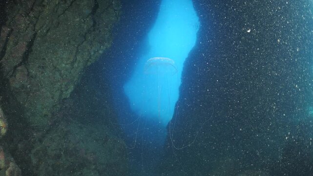 jellyfish in cave underwater 