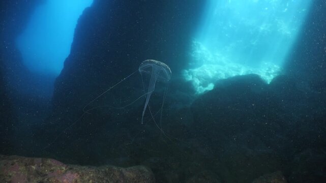 jellyfish in cave underwater 