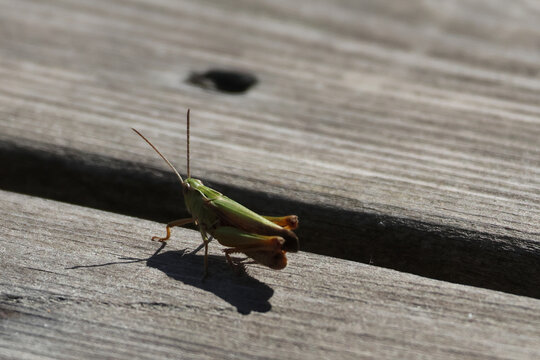 A small green grasshopper rests on weathered grey wooden decking boards, casting a sharp shadow in the sunlight. Taken in Tunbridge Wells, Kent, UK.