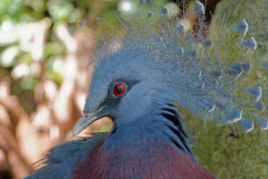 A Victoria Crowned Pigeon (Goura victoria) in the Ilha das Aves bird park in Madeira