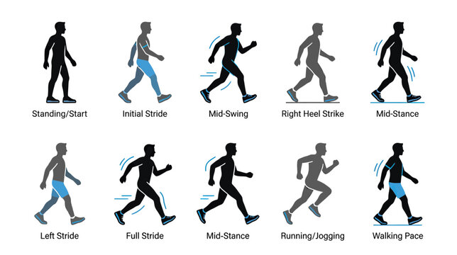 Gait Cycle Animation: Stages of Human Walking and Running