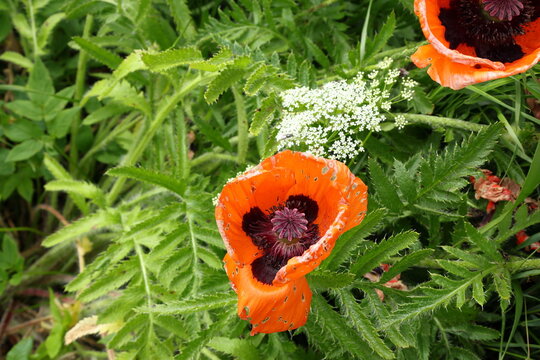 Orange poppy flower or papaver orientale in latin. Green summer field in June. Hj&auml;lstaviken, Sweden.