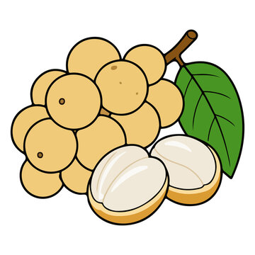 Longkong fruit bunch with slice and leaf vector illustration