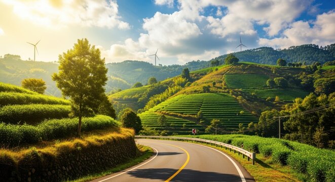 Lush green tea plantations rolling hills sunlit landscape scenic mountain road journey