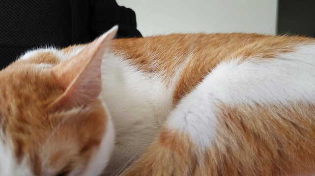 Close-up shot of a cute ginger and white cat sleeping peacefully, showing the rhythmic movement of its fur, back, and shoulder while breathing.