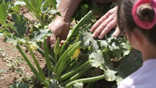 From above crop hands of grandfather touching green vegetable plants while granddaughter nodding head at community garden during sunny day