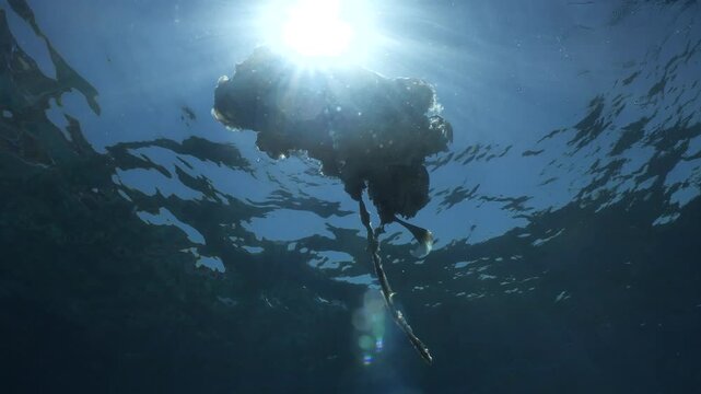 a dead sea turtle drifting on the surface of water underwater shot	