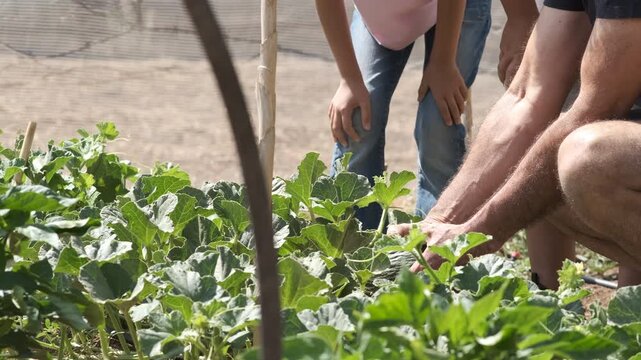 From above crop hands of grandfather touching green vegetable plants while granddaughter nodding head at community garden during sunny day