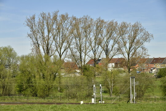 Arbres majestueux derri&egrave;re la ligne de chemin de fer &agrave; &Eacute;caussinnes-d'Enghien (Soignies)