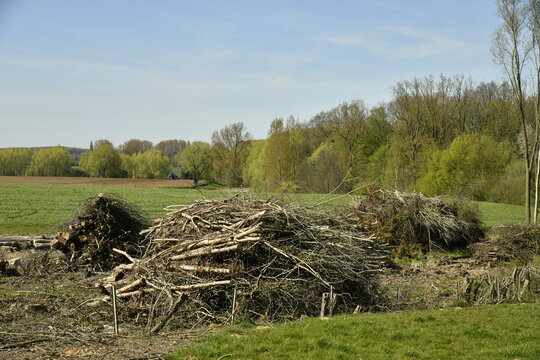 Tas de branchages coup&eacute;s lors d'une d&eacute;forestation d'un bois &agrave; &Eacute;caussinnes d'Enghien (Soignies)