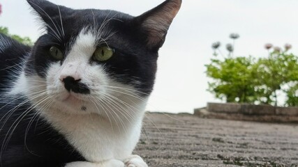 Black and white cat resting outdoor © Widi Prayogo