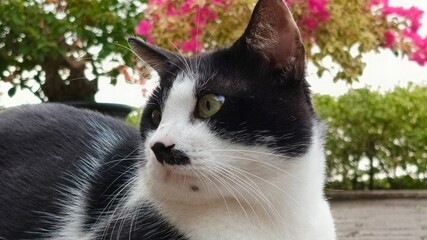 Close up portrait of tuxedo cat © Widi Prayogo