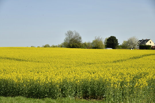 Champ de colza au printemps &agrave; &Eacute;caussinnes d'Enghien (Soignies)
