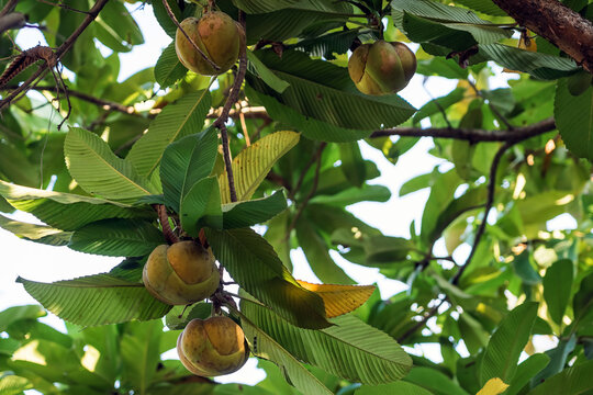 Dillenia indica or elephant apple fruits hanging on tree branch. Dillenia indica, commonly known as elephant apple or chalta, with rounded yellowish brown fruits hanging from tree branch in garden.