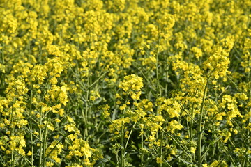 Obraz premium Fleurs de colza au printemps dans un champ à Écaussinnes d'Enghien (Soignies)
