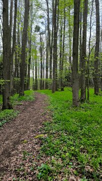 A peaceful forest trail winding through a dense mixed woodland, where sunlight filters through the tree canopy and gently illuminates the lush green grass and undergrowth.