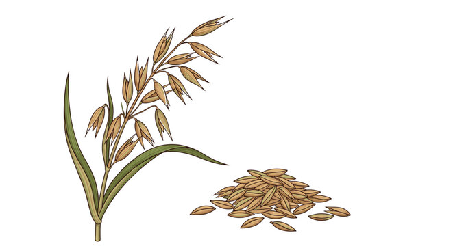 Detailed botanical illustration of a stalk of ripe oats and a small pile of harvested oat grains on white background.