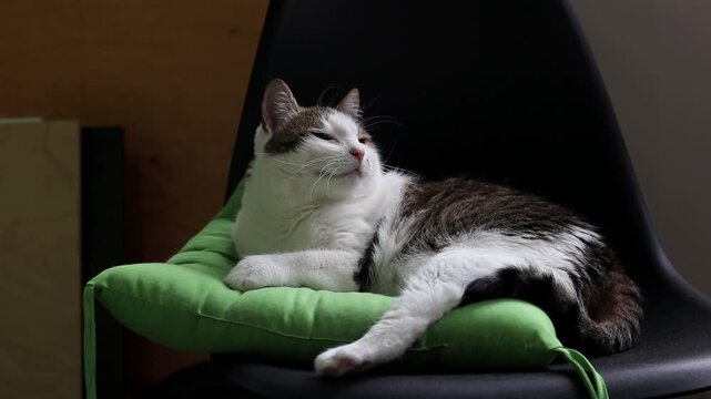 Domestic spotted cat lies on a green pillow. Close-up of a calm cat's face. The cat rests on a bright green pillow lying on a dark chair. Pet. Fat and lazy cat dozing on a chair
