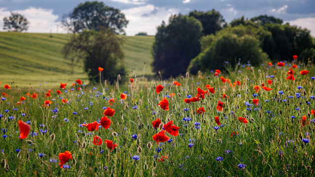 A field of red poppies and blue cornflowers against a backdrop of green hills and trees under a cloudy sky.