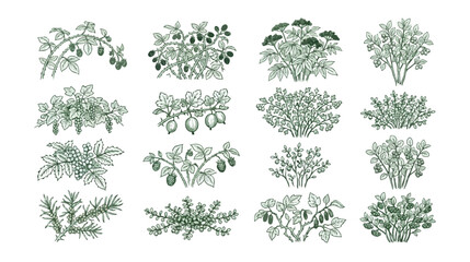Botanical berry bushes vector set, hand-drawn garden plants, green leaves and ripe fruits, natural harvest collection, organic food illustration pack for healthy eating designs. © Haseeb's Work