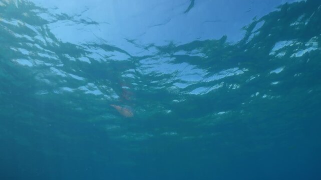 calamar scenery underwater with sun beams and sun rays swim  cephalopod loligo vulgaris
