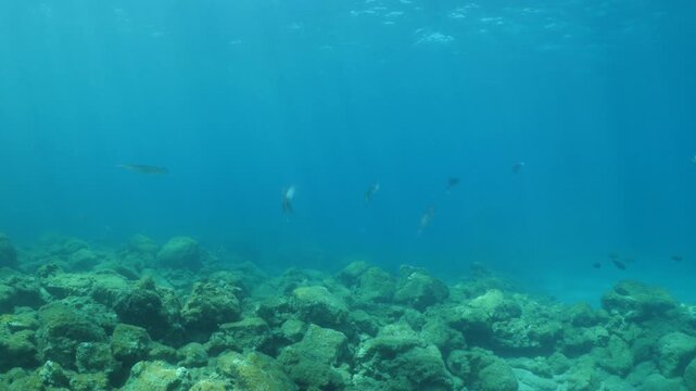 calamar scenery underwater with sun beams and sun rays swim  cephalopod loligo vulgaris