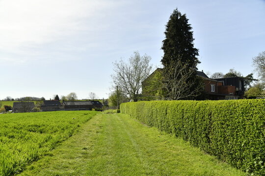 Chemin entre une haie et une prairie &agrave; &Eacute;caussinnes-d'Enghien (Soignies)