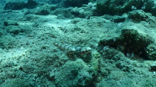 lizard fish underwater waiting for a hunt to ambush