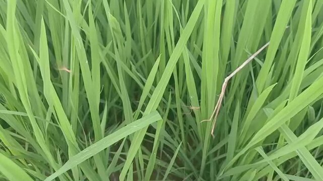 Macro View of Two Spiders Battling on Web Between Rice Leaves