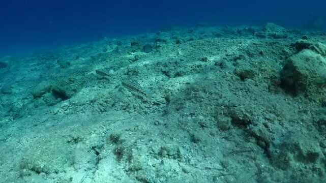 lizard fish underwater waiting for a hunt to ambush
