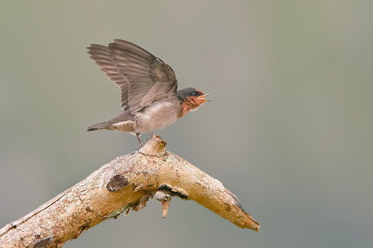  A young Pacific swallow fledgling spreading its wings and opening its beak on a tree branch waiting for food