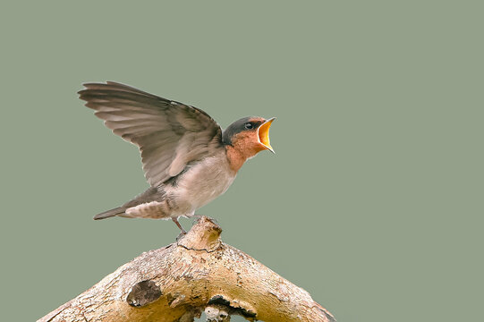  A young Pacific swallow fledgling spreading its wings and opening its beak on a tree branch waiting for food