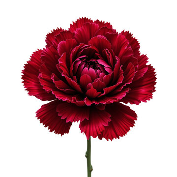 Single deep red carnation flower with stem isolated on a white background