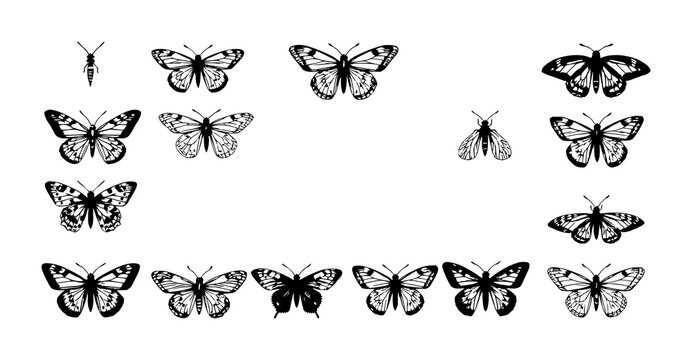 Collection of ten detailed black and white illustrations of various butterflies and moths, showcasing different species with intricate wing patterns and body structures. The composition features tw...