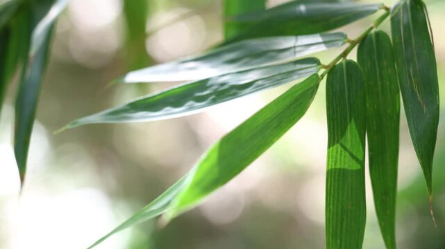 Bamboo leaves in dappled sunlight