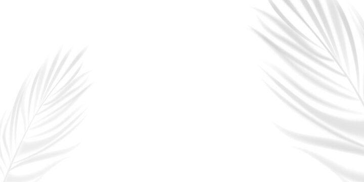 Tropical palm leaves shadow on white wall background with copy space. white feather on white background. Empty space for copy and text.