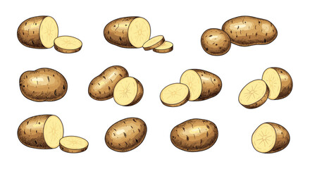 Obraz premium Colored hand-drawn collection of fresh potatoes, showing whole tubers, halved pieces, and thin slices from various angles.