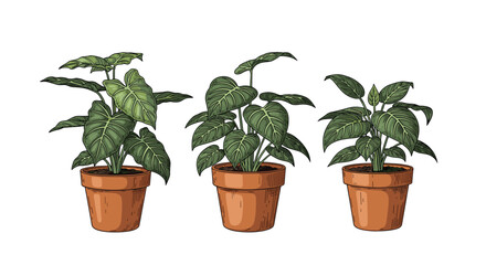 Fototapeta premium Beautiful hand-drawn illustration of three tropical potted houseplants in terracotta pots, detailed botany sketch.