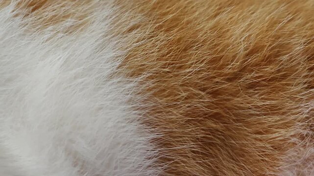 Extreme close-up shot of ginger and white cat fur texture, showing the subtle and soft rhythmic movement from breathing.