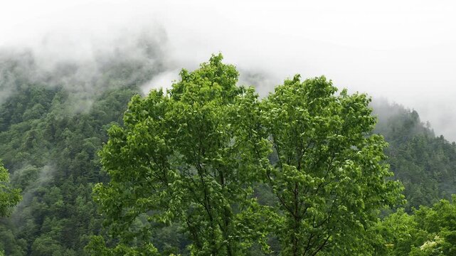 夏の雨の日の奥飛騨の森と山の風景