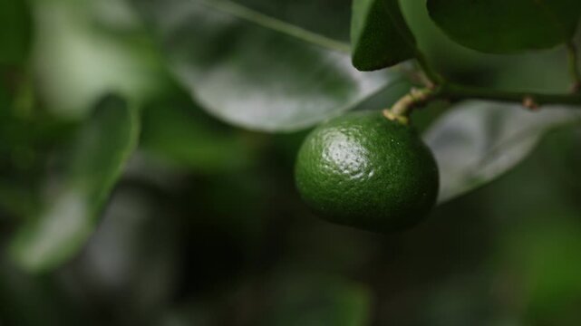 Unripe tangerine on tree, close up with shallow depth of field