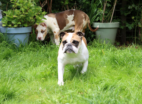 English bulldog and American Pitbull XL puppy playing together in the garden. Two young dogon the grass. 