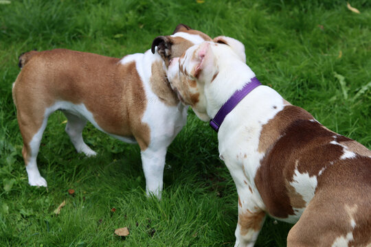 English bulldog and American Pitbull XL puppy playing together in the garden. Two young dogon the grass. 