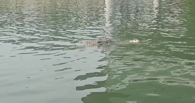 Several large crocodiles are seen submerged and motionless in murky, shallow water at the edge of an enclosure, exhibiting their scaly texture and powerful forms.