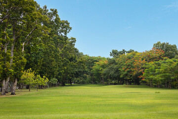 Obraz premium Peaceful urban park view featuring a lush picnic lawn surrounded by shady trees