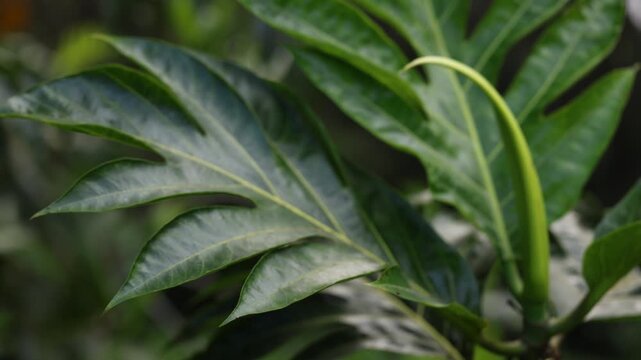Breadfruit tree branch with racked focus
