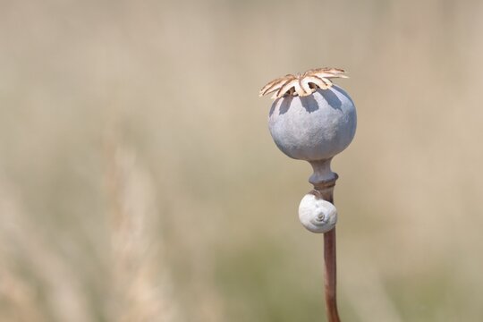 pavot et escargot