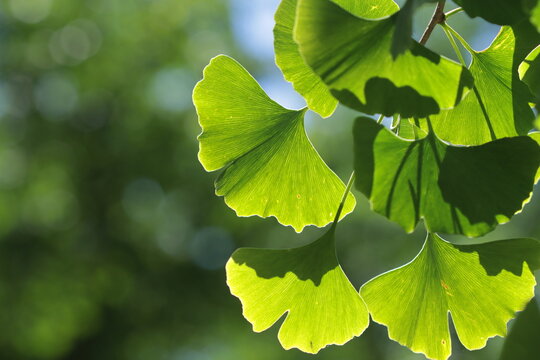 Ginkgo biloba