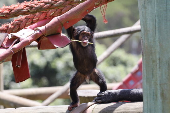 mischievous young juvenile chimpanzee resisting parental tug (close-up, 2-of-5) 5018