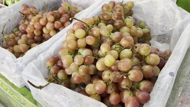 Tropical burmese grape bunch in styrofoam tray for grocery retail